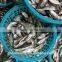 China Exporter Frozen Big eyes horse mackerel with size 40 - 60 g