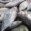 Whole Round 1000g up Frozen Belted Bonito Sarda Orientalis Tuna Fish