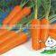 Fresh Red carrot With Various Size S M L 2L Carrot