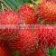 HIGH QUALITY FRESH RAMBUTAN FOR SALE