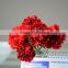 Multiple Colors Fresh Cut Carnation Flower For Flower Arrangement Red Carnation Flowers