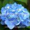 Best Quality Hot Sale Wedding Bouquets Silk Hydrangea Wedding Bouquets From Yunnan