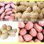 Roasted salted peanuts in shell