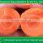 Natural organic fresh red sweet baby carrot price from south of China