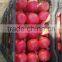 Fresh Egyptian pomegranate