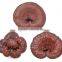 GMP BNP Supplies Best Quality& High purity 10%~50% reishi& reshi mushroom extract
