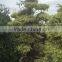 Bougainvillea spectabilis
