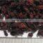 Wholesale China Goods Red Beet Powder New Products on China Market