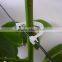 65mmL Gardening Plant Clip Kiwi Clip