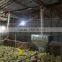 Goldenest Automatic Equipment for Poultry Farming Chicken Feeding Pans Best Poultry Feeder
