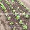 Fengba Brand Irrigation drip tape for farm irrigation