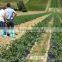 High grade leonardite organic type Potassium humate fertilizer
