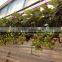 Waterproof IP65 36w cheap grow lights for indoor plants