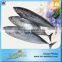 Hot Selling 18 Months Shelf Life Frozen Bonito Tuna Whole Fish