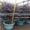 Loropetalum chinense outdoor plants