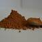 Light Brown Natural Cocoa Powder 10/12 -Cocoa Powder Factory