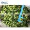 Sinocharm BRC-A Approved 3-6g IQF Broccoli Whole Frozen Broccoli For Cooking Noodles