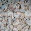 Delicious White  Frozen  Mushroom Champignon Nameko Edulis Bolitus