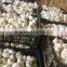 2012 New Crop Normal White and Pure White Garlic to Denmark Market -Approved by Global Gap