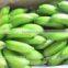 Carvendish bananas