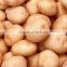 Fresh Round Potatoes