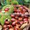 Organic Chinese Fresh Chestnuts on sale with cheap price for sale best service