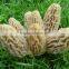 Morchella Esculenta Morel Morels Mushroom Dried Fresh Pure Natural Edible mushrooms yellow morel, true morel,Made in Turkey
