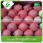 Best quality Chinese fresh gala apple fruit