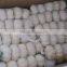 Supply China Garlic pack in 500g/sack,10kg /mesh bag of Fiji Market