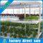 2017 Huifa Commercial Professional Hydroponic Greenhouse Systems