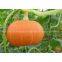 New Product Cosmetic Pumpkin Seed Oil For Men Health Food Grade Pharmaceuticals Wholesale