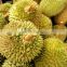 Good Price Wholesale Fresh Durian 100% Natural Premium Made In Viet Nam