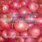 Fresh Red Onion 2015 New Crop From SITCO