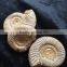 Precious High Quality Natural Ammonite Fossil Snail For Sale Gift Ornaments