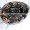 Natural Large Dragon Septarian Crystal Healing Egg Geode