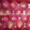 new crop fresh Qin guan apple with best price for sale