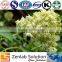 organic Elderberry extract against H5N1