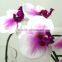 Aritificial Real Touch 12 Flowers Mini Butterfly Orchid