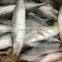 New Fishing Frozen IQF 60-70g Pacific Mackerel in 2016