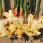 Ginger Type and Young Ginger Variety Fresh Ginger