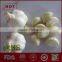 2016 new natural fresh garlic
