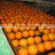 Fresh Navel orange High Quality
