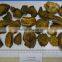 100% Natural Chinese Herb Medicine Dried Rhubarb Root Slices and Cut