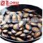 Raw Water Melon Seeds of Size 10cm