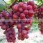 Chinese Biggest Supplier humic acid water soluble fertilizer in agriculture