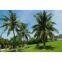 Palm tree tower