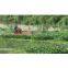 Weeding boat/aquatic Weed Harvester