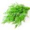 Chinese Frozen Dill Healthy Food Vegetable and Delicious Food