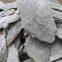 Pyrophyllite powder for refractory ceramics
