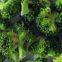 manufacturer best selling freeze dried broccoli